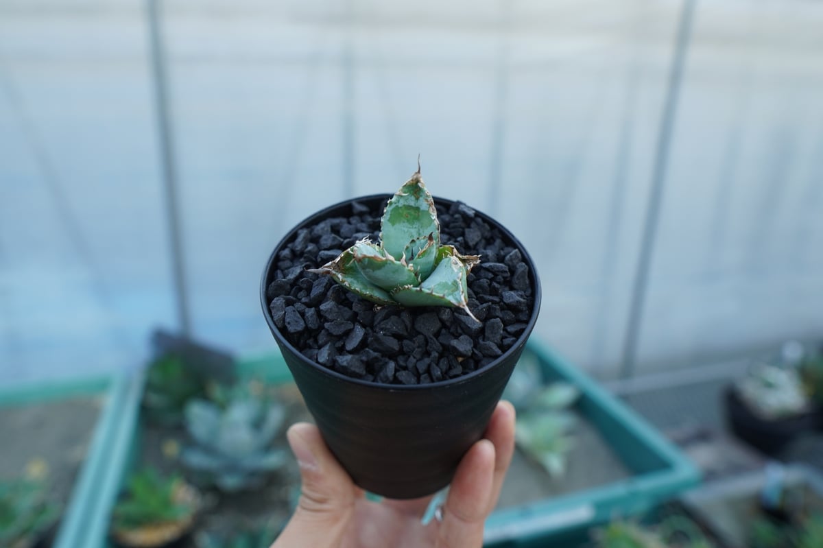 アガベ チタノタ ライオンズメーン Agave titanota Lion's Mane |