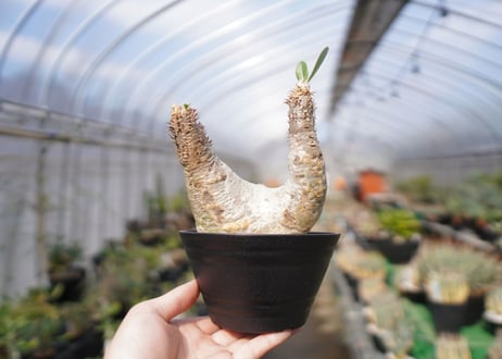 パキポディウム　エブレネウム　Pachypodium eburneum　No.3