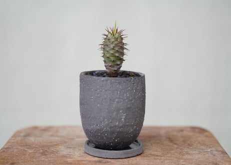 Euphorbia pachypodioides