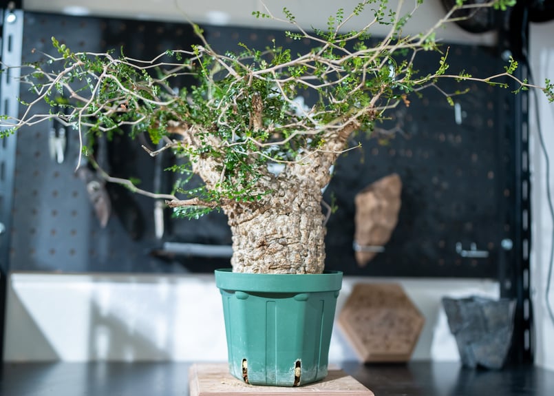 オペルクリカリア パキプス | mana's farm:塊根植物・アガベ・ドライ