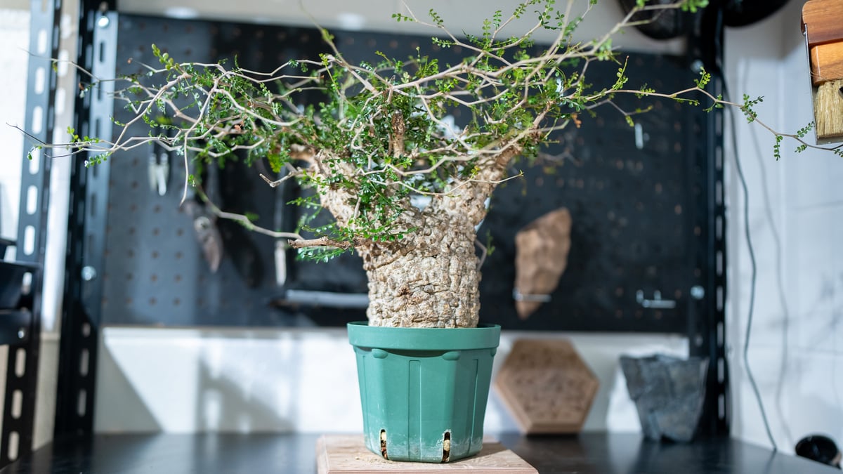 オペルクリカリア パキプス | mana's farm:塊根植物・アガベ・ドライ