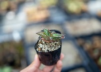 トリプルヘッドの超希少個体】ユッカ ロストラータ | mana's farm:塊根