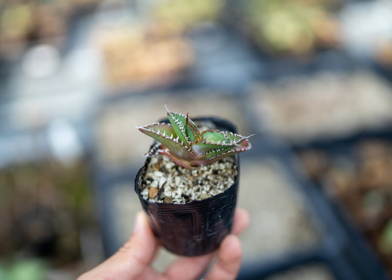 アガベ　オテロイ　実生　斑入り 025 アガベ オテロイ 実生 inp 育成記録｜🍀GreenSnap（グリーンスナップ）