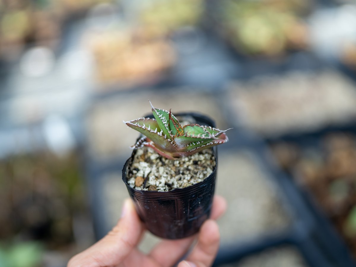 アガベ オテロイ 沖縄実生 | mana's farm:塊根植物・アガベ・ドライ