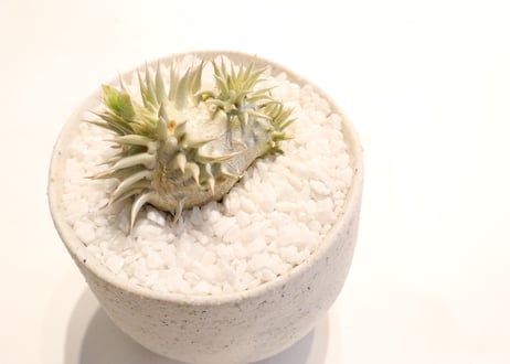 パキポディウム　エブレネウム　国内実生　花芽つき