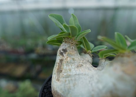 パキポディウム　エブレネウム　Pachypodium eburneum