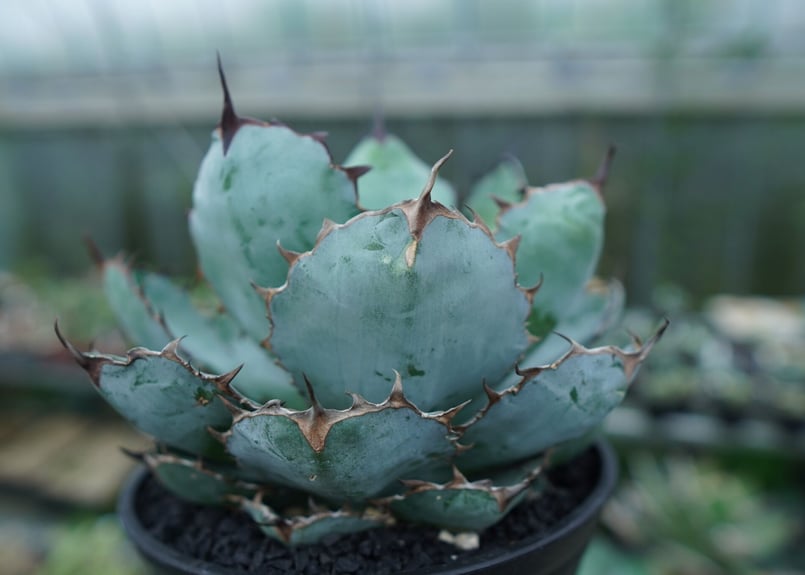 アガベチタノタハイブリッド ブラック&ブルー×ネバデンシス アガベ