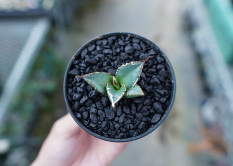アガベ　チタノタ　FO-76　Agave titanota  FO-76　No.5