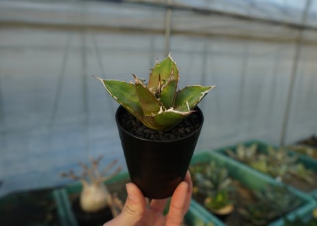 アガベ　チタノタ 　Agave titanota　No.5