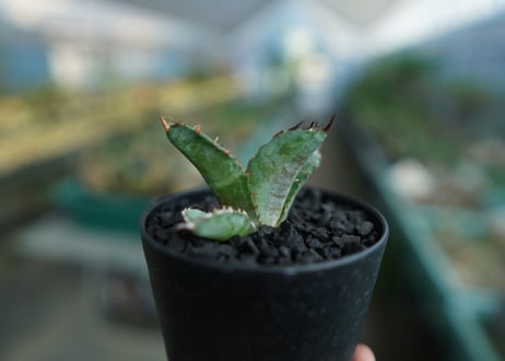 アガベ　チタノタ　 ブラックアンドブルー 　Agave titanota black and blue　No.3