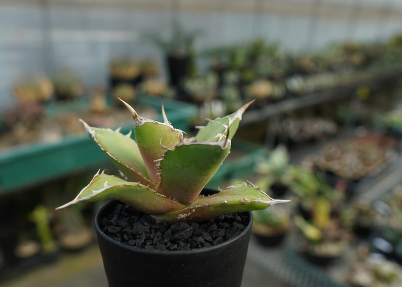 アガベ チタノタ 獅子光 agave titanota Lion light 子株 No.