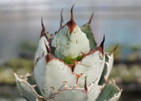 Agave titanota 'black and blue'　No.2