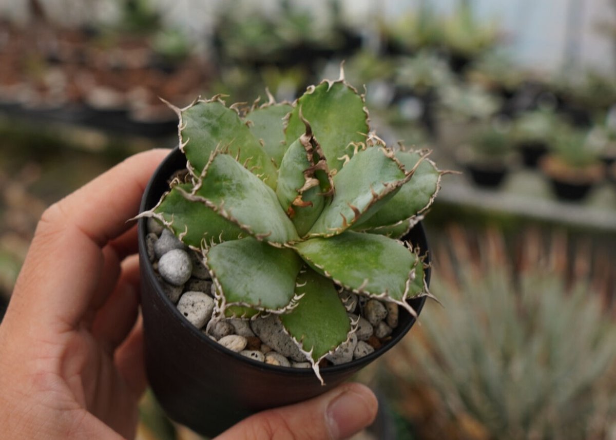 アガベ チタノタ フィリグリー 中株 胴切り 天 発根 アガベ チタノタ