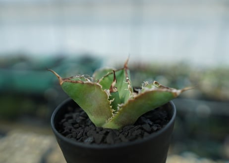 アガベ　チタノタ　白鯨　Agave titanota White whale　No.4