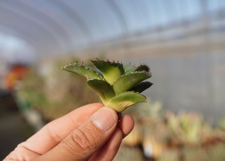 agave titanota ソーラーエクリプス　 NO.2