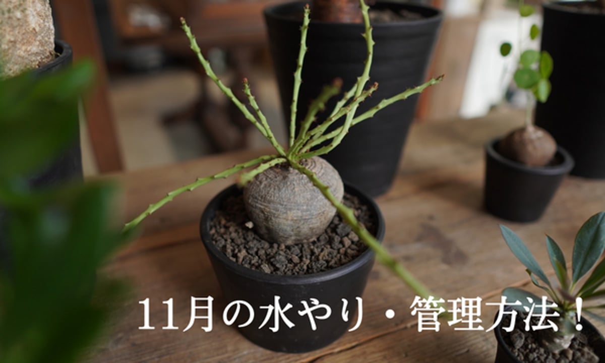 塊根】11月の水やりと管理方法！ | mana's farm:塊根植物・アガベ