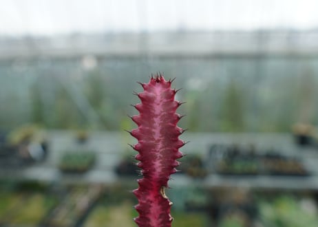 ユーフォルビア　紅彩雲閣　Euphorbia trigona f. rubra　No.1