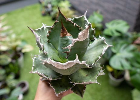 Agave White flame B 白火焔  NO.4