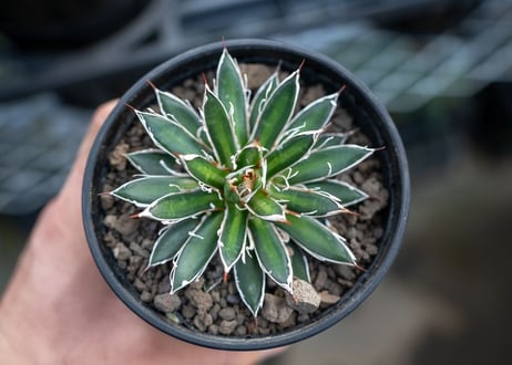 アガベ　フィリフェラ　シディゲラ　agave filifera ssp. schidigera 　NO.3