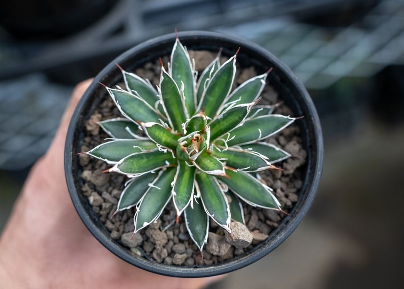 アガベ フィリフェラ シディゲラ agave filifera ssp. schidigera