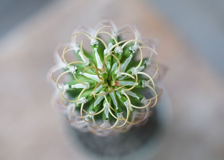 Euphorbia columnaris