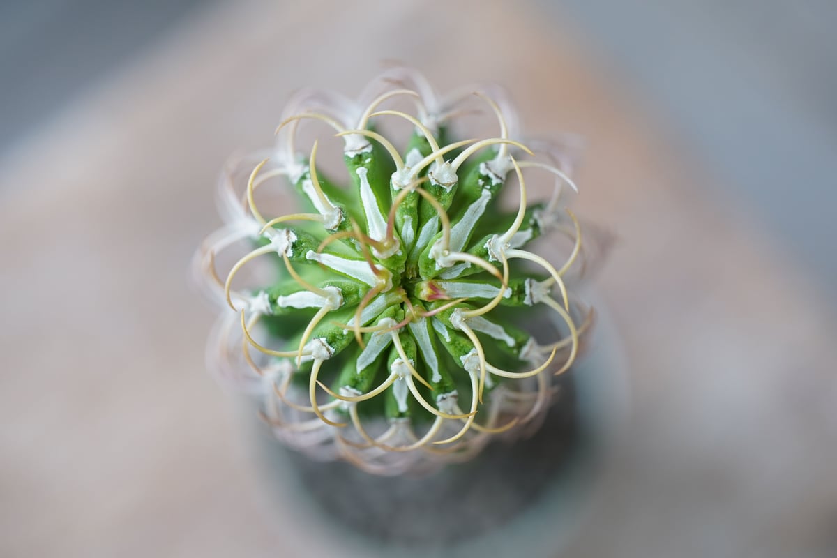 Euphorbia columnaris | mana