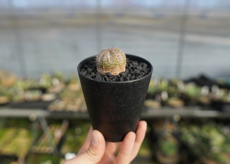 ユーフォルビア　オベサブロー　Euphorbia ObesaBlow