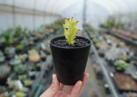 ユーフォルビア　イエローゴースト　Euphorbia lactea Yellow Ghost