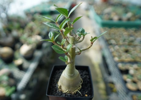 アデニウム　Adenium　No.11