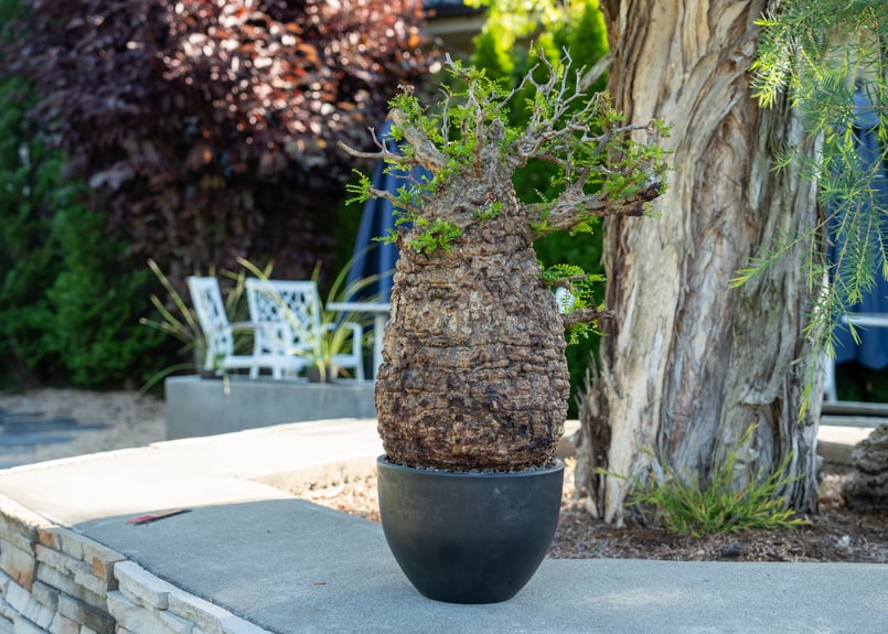 オペルクリカリア パキプス Operculicarya pachypus No.2 | man