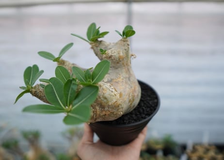 パキポディウム　エブレネウム　Pachypodium eburneum　No.1