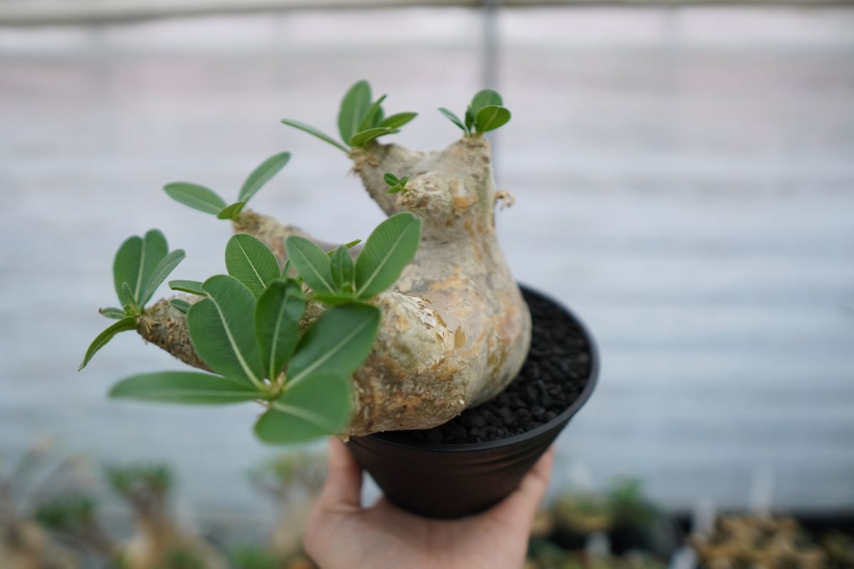 パキポディウム エブレネウム Pachypodium eburneum ① パキポディウム エブレネウム Pachypodium eburneum No.1 | mana