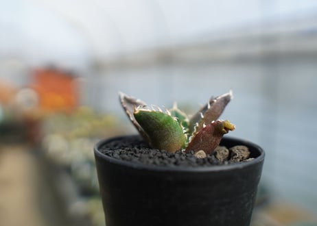 アガベ　チタノタ　鬼爪雪峰  Agave titanota “Onitsume Yukimine"　No.1