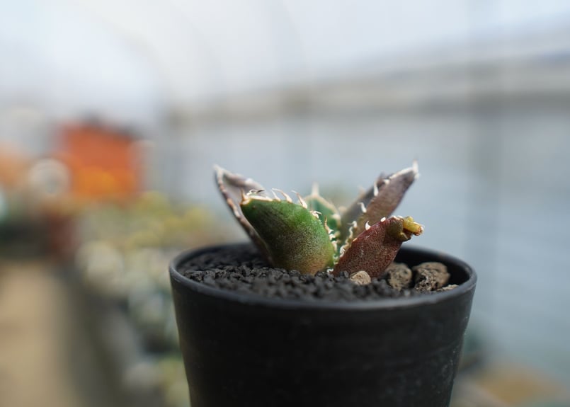 アガベ チタノタ 鬼爪雪峰 Agave titanota “Onitsume Yukimin