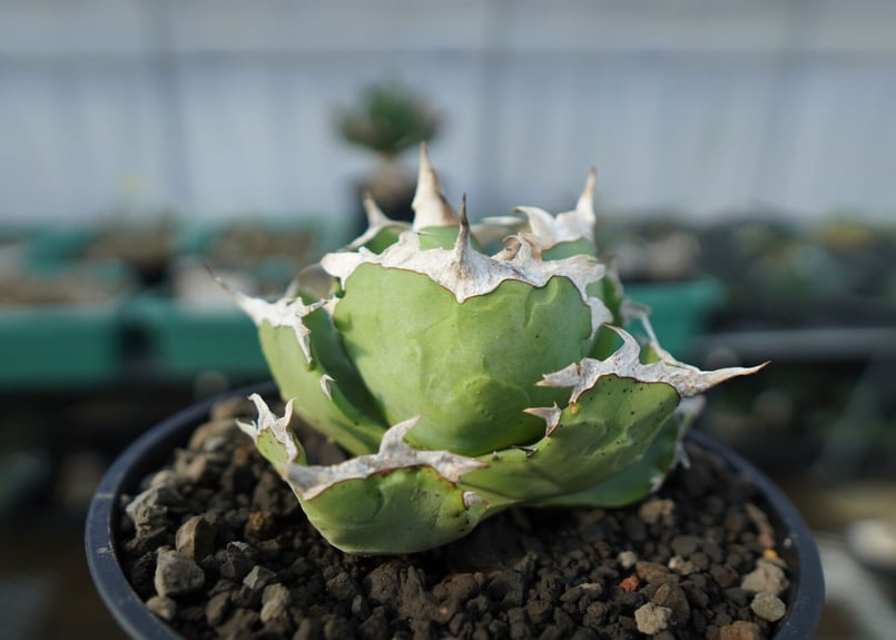 アガベ チタノタ 螃蟹 Agave titanota Crab | mana's farm:塊