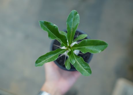 パキポディウム　サンデルシー　Pachypodeium saundersii  No.9