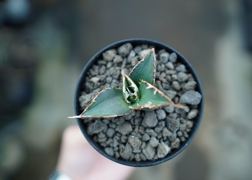 アガベ チタノタ 狼人 agave titanota 