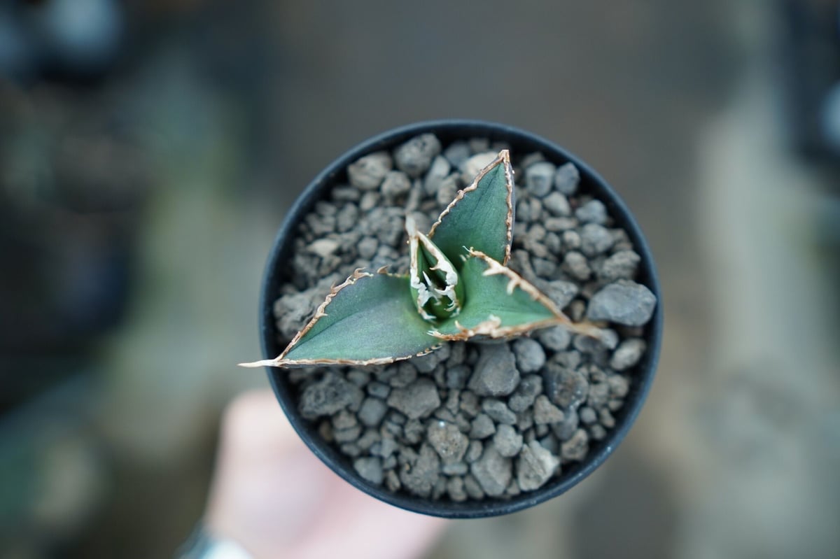 アガベ チタノタ 狼人 agave titanota 