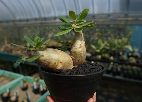 パキポディウム マカイエンセ　Pachypodium makayense　No.4