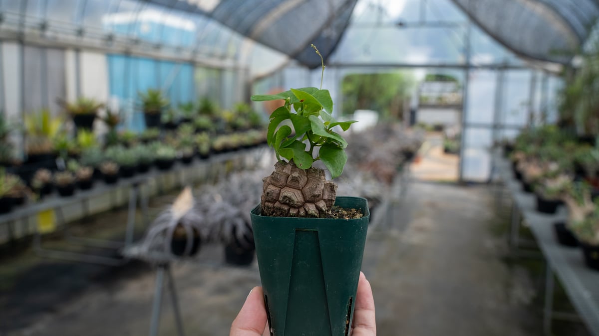 亀甲竜 No.5 | mana's farm:塊根植物・アガベ・ドライガーデン植物販売