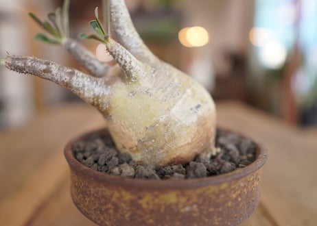 パキポディウム　グラキリス　 Pachypodium Gracilius