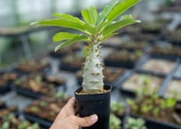 Dyckia tracking code FWF | mana's farm:塊根植物・アガベ