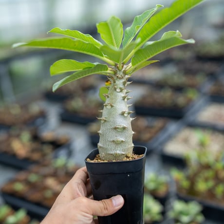 パキポディウム　バロニー　国内実生 パキポディウム バロニー実生株016 Pachypodium baronii | Sunny