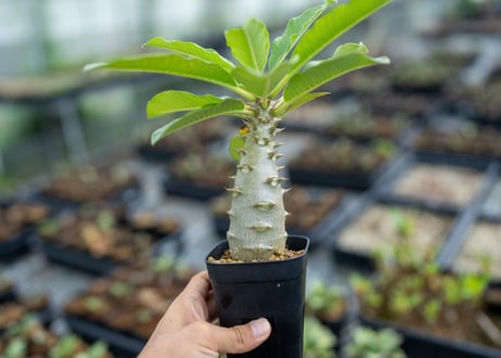 CATEGORY コーデックス | mana's farm:塊根植物・アガベ・ドライ