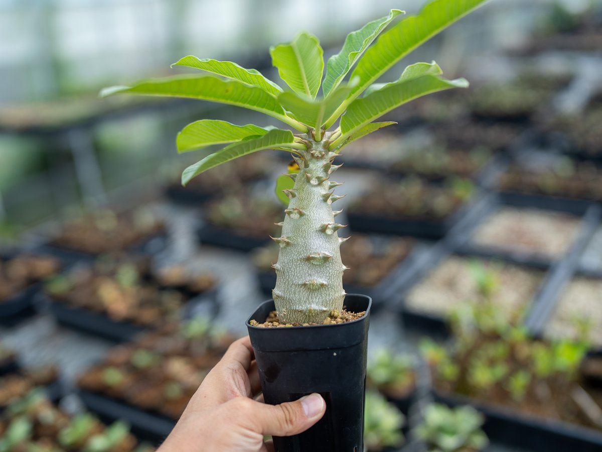 パキポディウム バロニー 沖縄実生 | mana's farm:塊根植物・アガベ