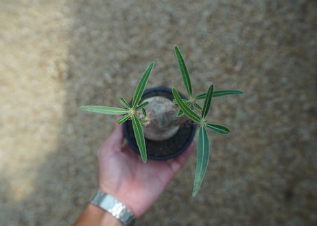 【発根管理中】パキポディウム　グラキリス　 Pachypodium Gracilius  No.6
