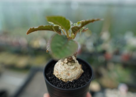 ドルステニア フォエチダ　Dorstenia foetida  斑入り No.1