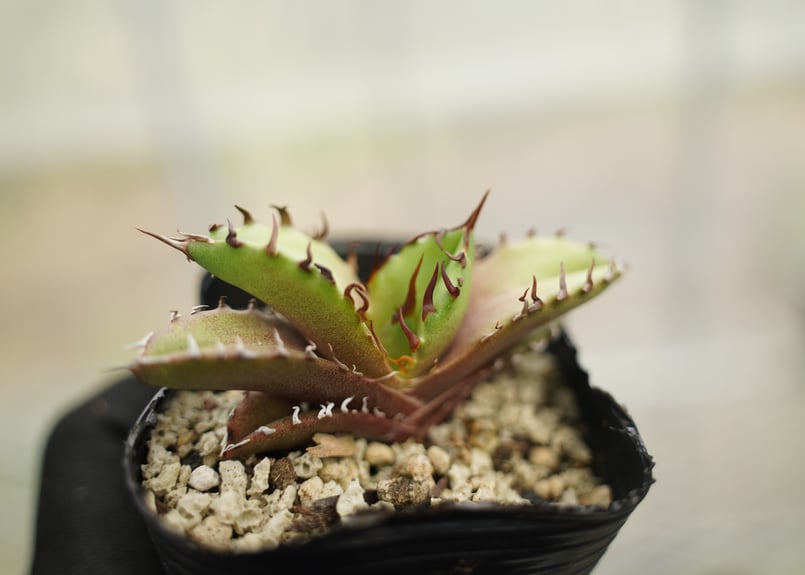 アガベ オテロイ 沖縄実生 No.4 | mana's farm:塊根植物・アガベ