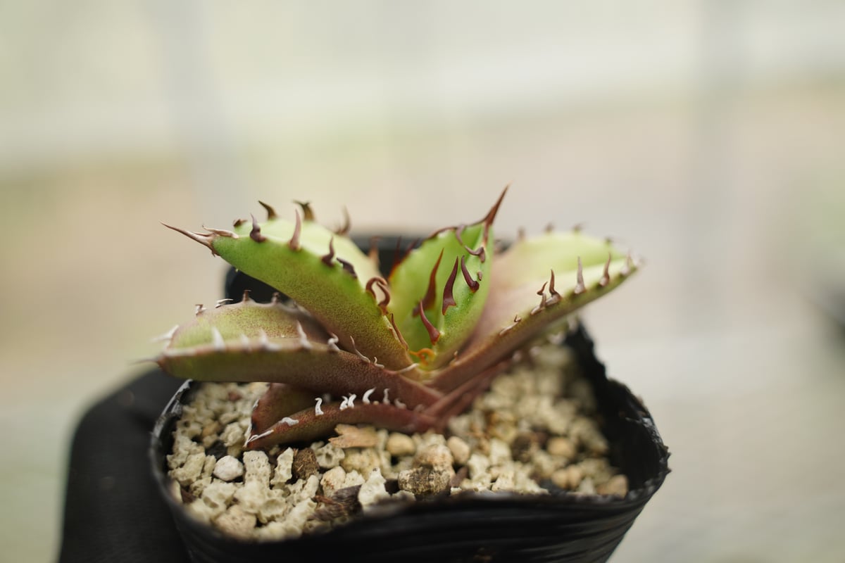 アガベ オテロイ 沖縄実生 No.4 | mana's farm:塊根植物・アガベ