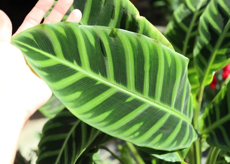 カラテア ゼブリナ | mana's farm:塊根植物・アガベ・ドライガーデン